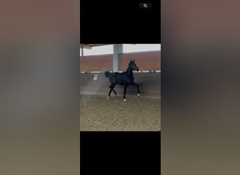 Hannoveraan, Merrie, 2 Jaar, 172 cm, Donkerbruin