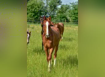 Hannoveraan, Merrie, 2 Jaar, 172 cm, Vos