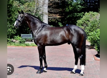 Hannoveraan, Merrie, 2 Jaar, 173 cm, Bruin
