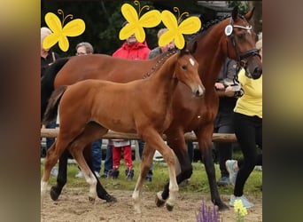 Hannoveraan, Merrie, 2 Jaar, 173 cm, Bruin