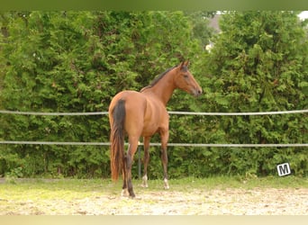 Hannoveraan, Merrie, 2 Jaar, 175 cm, Bruin