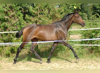 Hannoveraan, Merrie, 2 Jaar, 175 cm, Donkerbruin