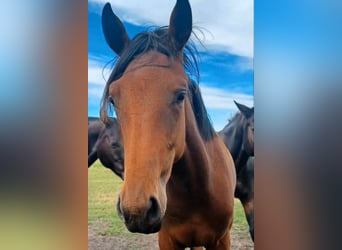 Hannoveraan, Merrie, 2 Jaar, Bruin