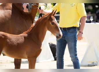 Hannoveraan, Merrie, 2 Jaar, Donkere-vos