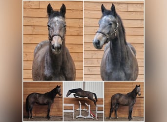 Hannoveraan, Merrie, 2 Jaar