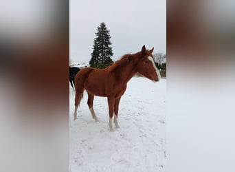 Hannoveraan, Merrie, 2 Jaar, Vos