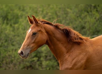 Hannoveraan, Merrie, 2 Jaar, Vos