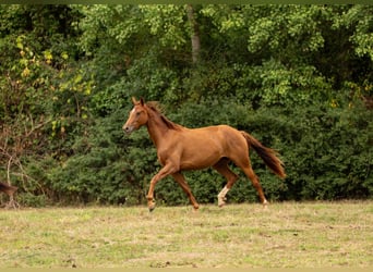 Hannoveraan, Merrie, 2 Jaar, Vos