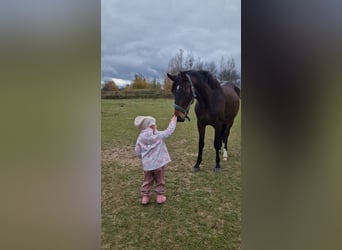 Hannoveraan, Merrie, 3 Jaar, 150 cm, Bruin