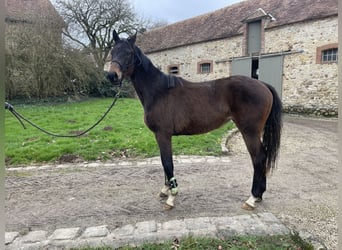 Hannoveraan, Merrie, 3 Jaar, 154 cm, Donkerbruin