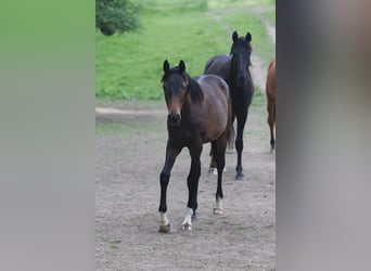 Hannoveraan, Merrie, 3 Jaar, 154 cm, Donkerbruin