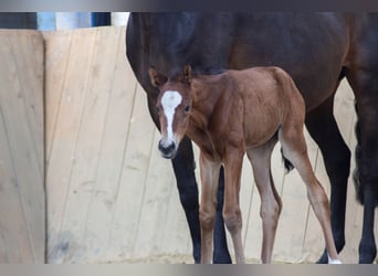 Hannoveraan, Merrie, 3 Jaar, 155 cm, Brauner