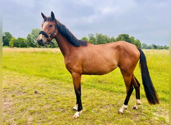 Hannoveraan, Merrie, 3 Jaar, 155 cm, Brauner