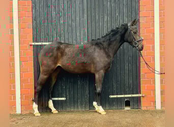 Hannoveraan, Merrie, 3 Jaar, 155 cm, Donkerbruin