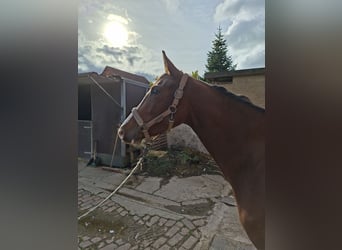 Hannoveraan, Merrie, 3 Jaar, 157 cm, Bruin