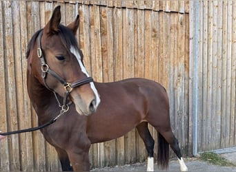 Hannoveraan, Merrie, 3 Jaar, 157 cm, Donkerbruin