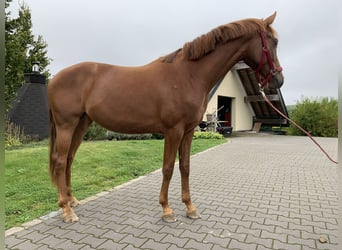 Hannoveraan, Merrie, 3 Jaar, 158 cm, Vos