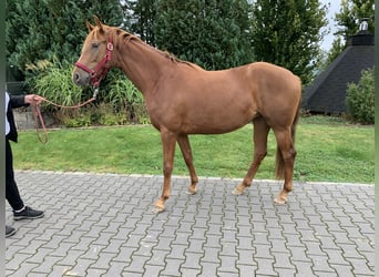 Hannoveraan, Merrie, 3 Jaar, 158 cm, Vos