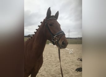 Hannoveraan, Merrie, 3 Jaar, 158 cm, Vos