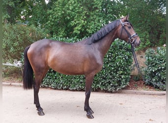 Hannoveraan, Merrie, 3 Jaar, 160 cm, Brauner