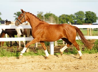 Hannoveraan, Merrie, 3 Jaar, 160 cm, Donkere-vos