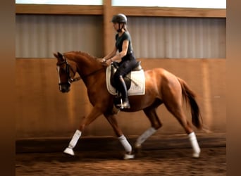 Hannoveraan, Merrie, 3 Jaar, 160 cm, Vos