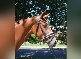 Hannoveraan, Merrie, 3 Jaar, 160 cm, Vos