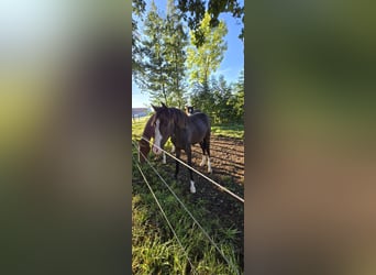 Hannoveraan, Merrie, 3 Jaar, 160 cm, Zwartbruin