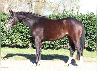 Hannoveraan, Merrie, 3 Jaar, 162 cm, Donkerbruin