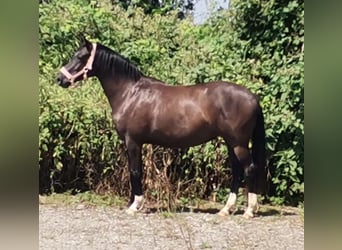 Hannoveraan, Merrie, 3 Jaar, 162 cm, Zwart