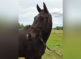 Hannoveraan Mix, Merrie, 3 Jaar, 162 cm, Zwartbruin