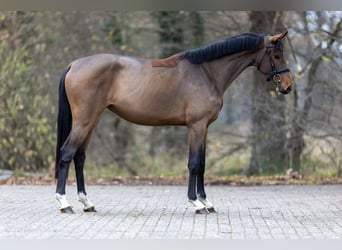 Hannoveraan, Merrie, 3 Jaar, 163 cm, Bruin