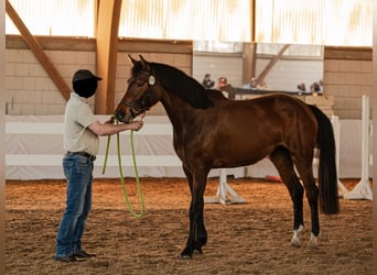 Hannoveraner, Stute, 3 Jahre, 163 cm, Brauner