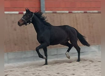 Hannoveraan, Merrie, 3 Jaar, 163 cm, Donkerbruin