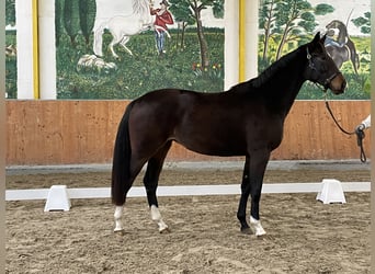 Hannoveraan, Merrie, 3 Jaar, 163 cm, Donkerbruin