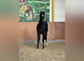 Hannoveraan, Merrie, 3 Jaar, 163 cm, Donkerbruin