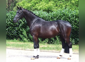 Hannoveraan, Merrie, 3 Jaar, 163 cm, Zwart