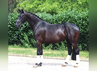 Hannoveraan, Merrie, 3 Jaar, 163 cm, Zwart