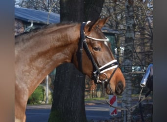 Hannoveraan, Merrie, 3 Jaar, 164 cm, Bruin