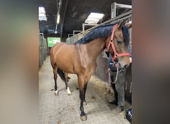 Hannoveraan, Merrie, 3 Jaar, 164 cm, Bruin