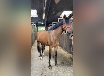 Hannoveraan, Merrie, 3 Jaar, 164 cm, Bruin