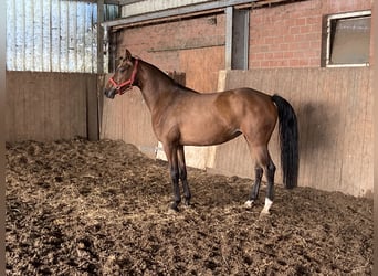 Hannoveraan, Merrie, 3 Jaar, 164 cm, Bruin