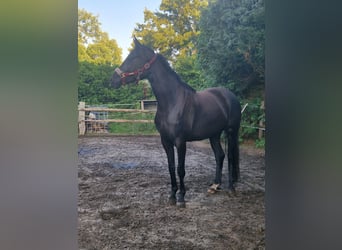 Hannoveraan, Merrie, 3 Jaar, 164 cm, Zwart