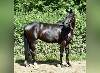 Hannoveraan, Merrie, 3 Jaar, 164 cm, Zwart