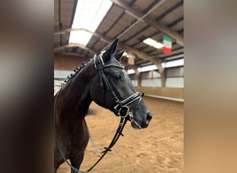 Hannoveraan, Merrie, 3 Jaar, 164 cm, Zwart