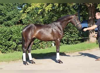 Hannoveraan, Merrie, 3 Jaar, 165 cm, Bruin