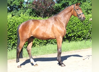 Hannoveraan, Merrie, 3 Jaar, 165 cm, Bruin