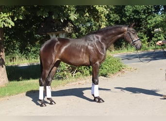 Hannoveraan, Merrie, 3 Jaar, 165 cm, Bruin