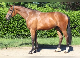 Hannoveraan, Merrie, 3 Jaar, 165 cm, Bruin