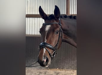 Hannoveraan, Merrie, 3 Jaar, 165 cm, Bruin